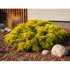 Borievka prostredná (Juniperus pfitzeriana) ´KING OF SPRING´ - výška 20-30 cm, ⌀ 20-40 cm, kont. C3L
